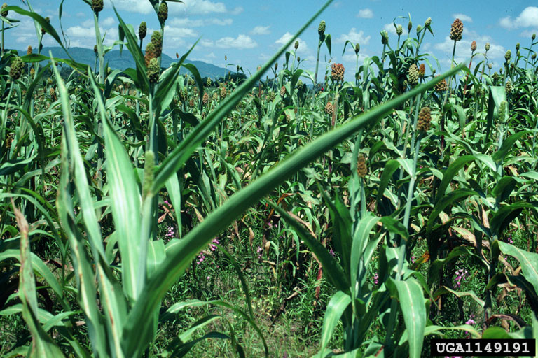 USDA APHIS PPQ - Oxford, North Carolina , USDA APHIS PPQ, Bugwood.org