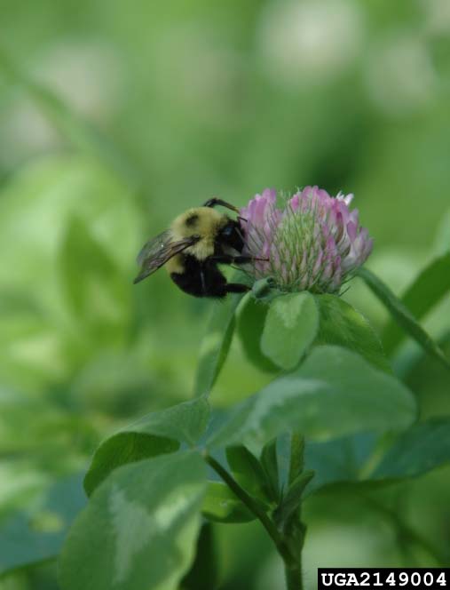 red clover